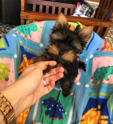 caniches. whatsapp: +34 611 22 51 37 ...//