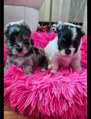 cachorros yorkshire terrier para adopción whatsapp para conseguir uno ((+34650437974