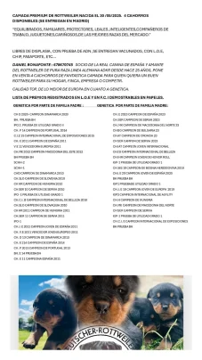 camada premium de rottweiler