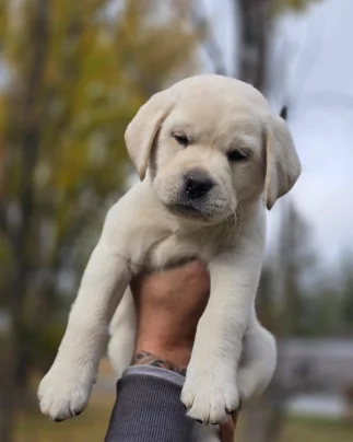 precioso cachorro labrador