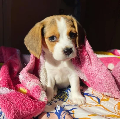 Beagle WhatsApp al +34 611 22 51 37.